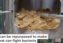 Some compounds in waste produced in the brewing process could be repurposed for antibacterial drugs. Iuri Gagarin/iStock via Getty Images